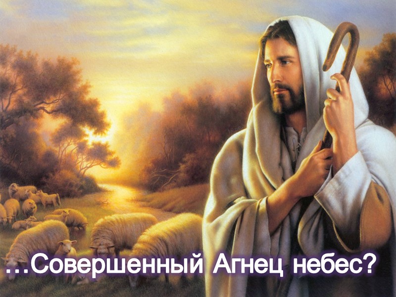 …Совершенный Агнец небес?